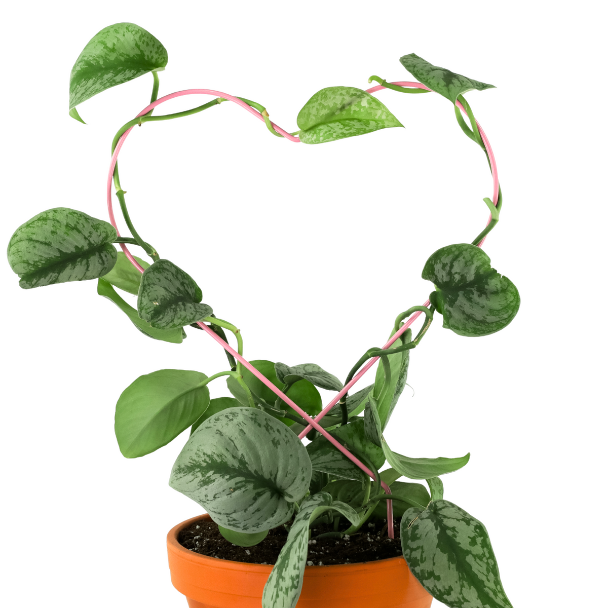 Heart "Give Love" Metal Trellis - Mossify