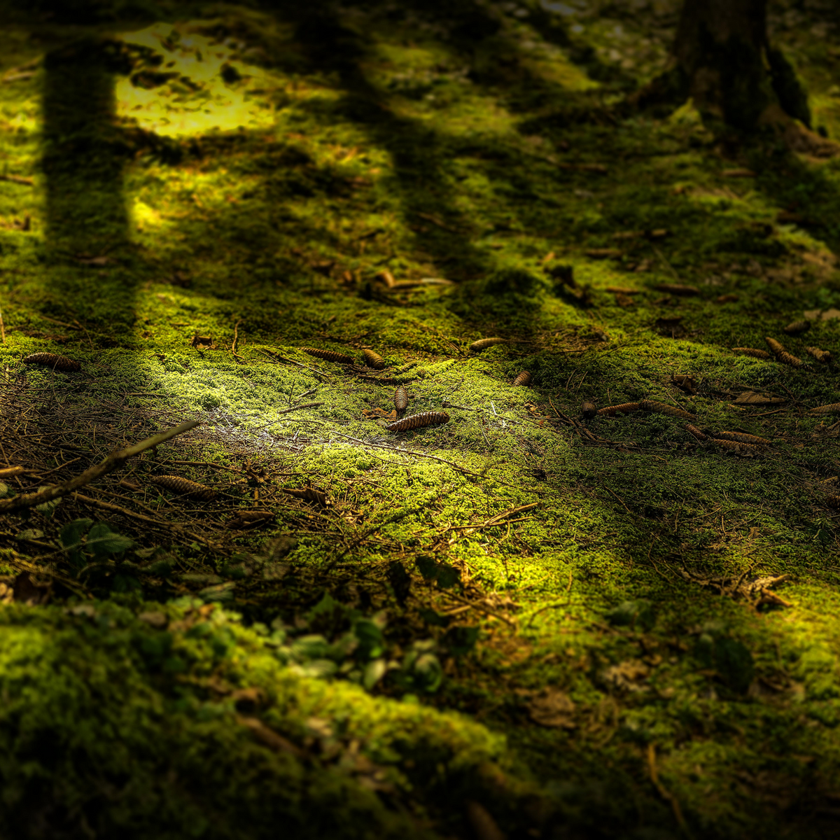 Value Pack - Growable Moss for the Shade - Mossify