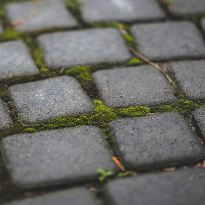 Value Pack - Growable Moss for the Shade - Mossify