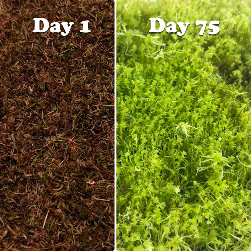 Growable Moss – Boreal & Sphagnum Mix