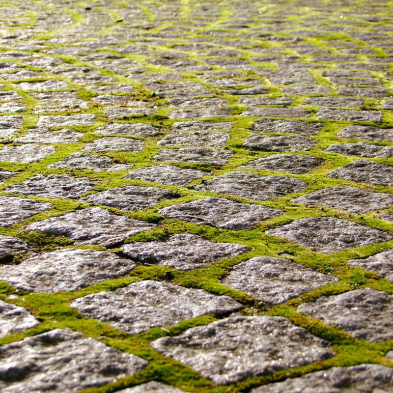 Growable Moss – Boreal & Sphagnum Mix