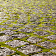 Bulk Live Moss - 10 - 250 sq ft - Wholesale Price - Mossify