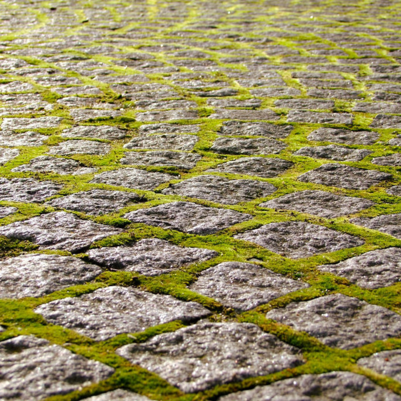 Bulk Live Moss - 10 - 250 sq ft - Wholesale Price - Mossify