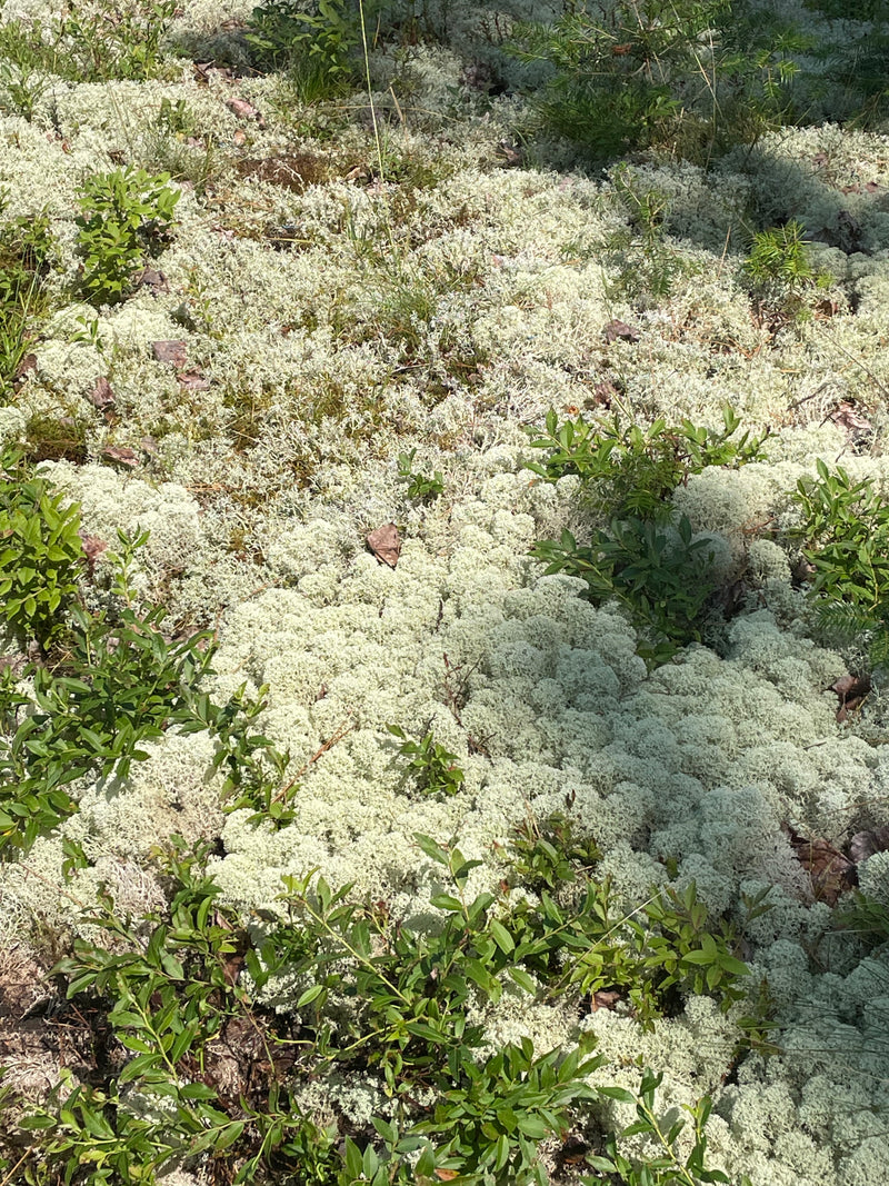 Covered ground with white lichen or similar growth on a forest floor.