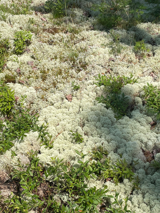 Covered ground with white lichen or similar growth on a forest floor.