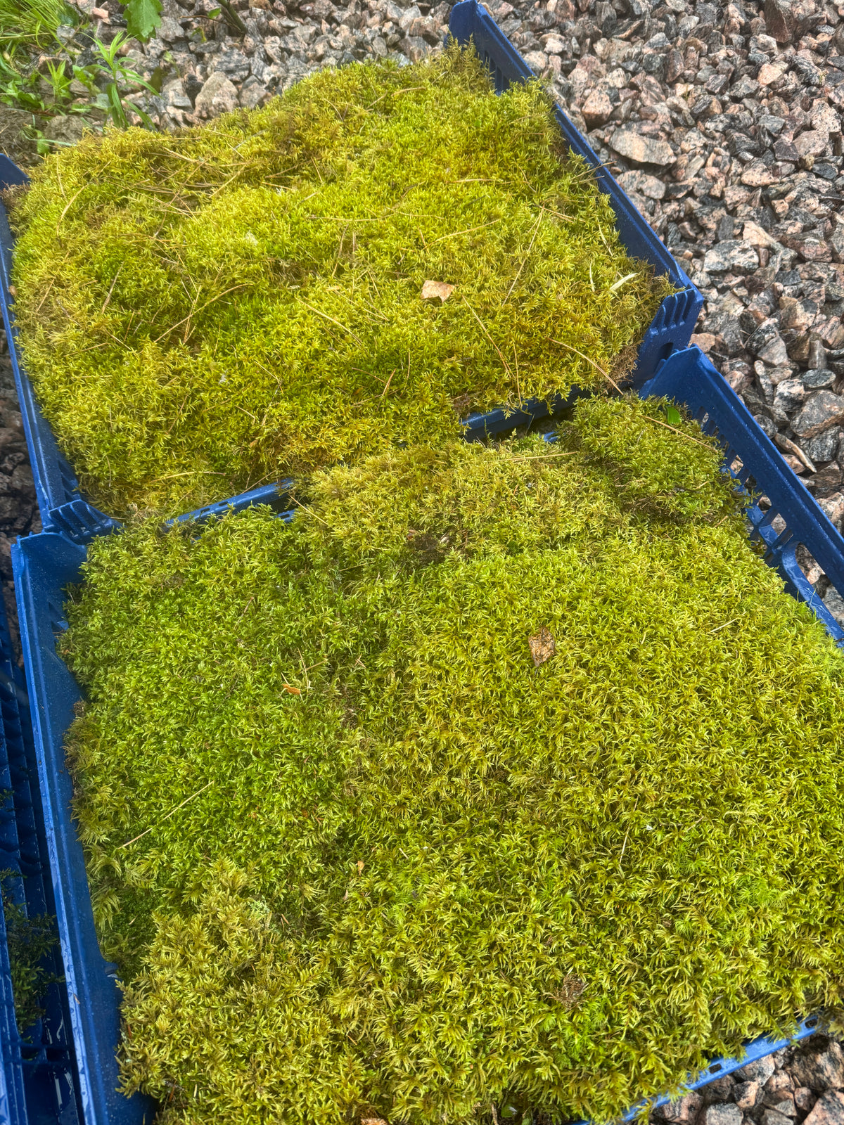 Two pieces of green moss in a blue plastic crate on a gravel surface.