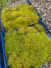 Two pieces of green moss in a blue plastic crate on a gravel surface.