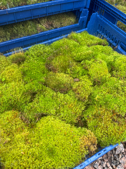 Mood Moss - Revita-Moss (Dicranum) - Mossify