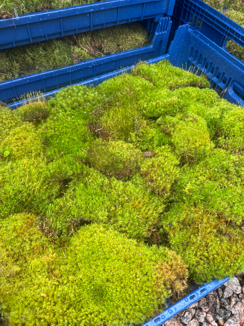 Mood Moss - Revita-Moss (Dicranum) - Mossify