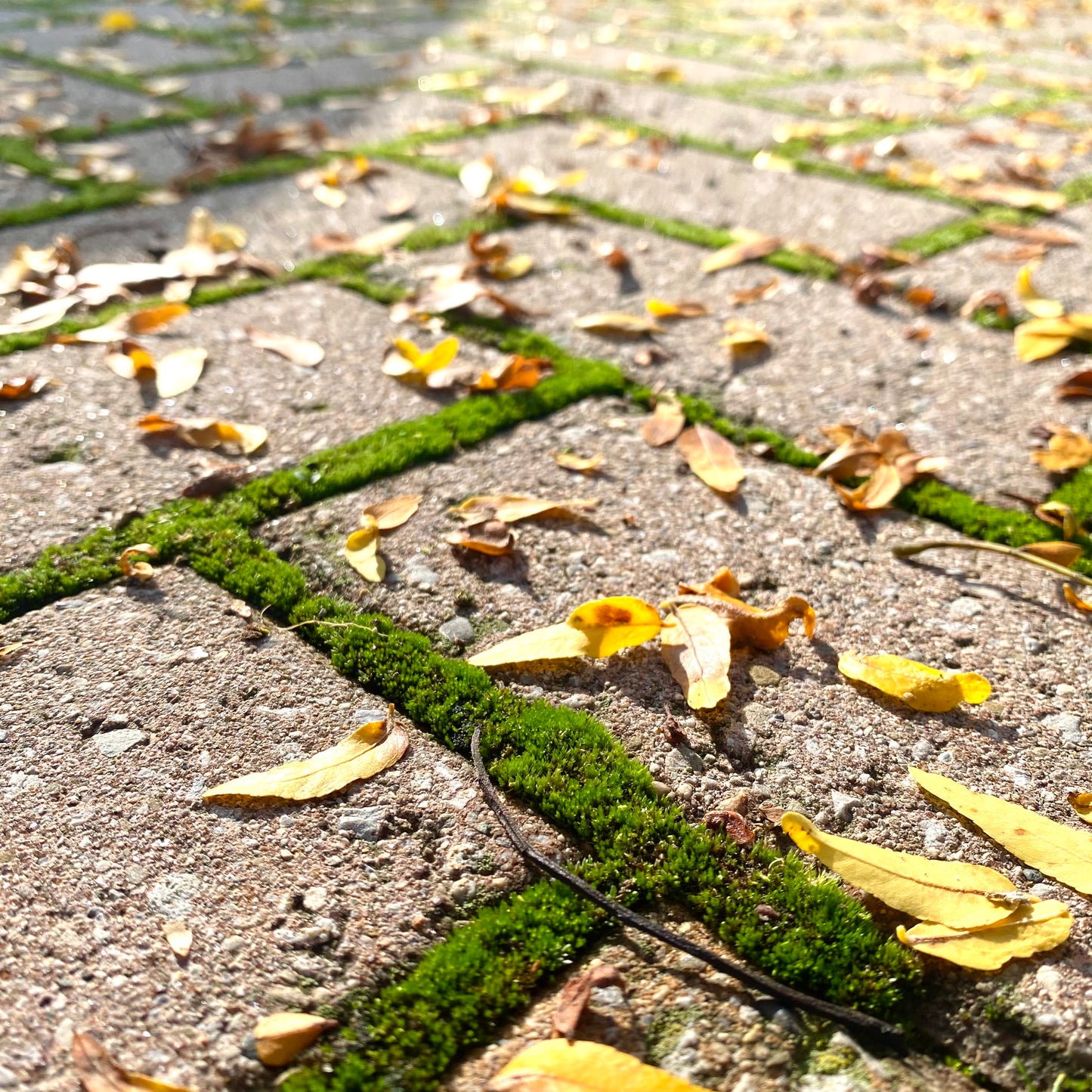 Mood Moss - Revita-Moss (Dicranum) - Mossify