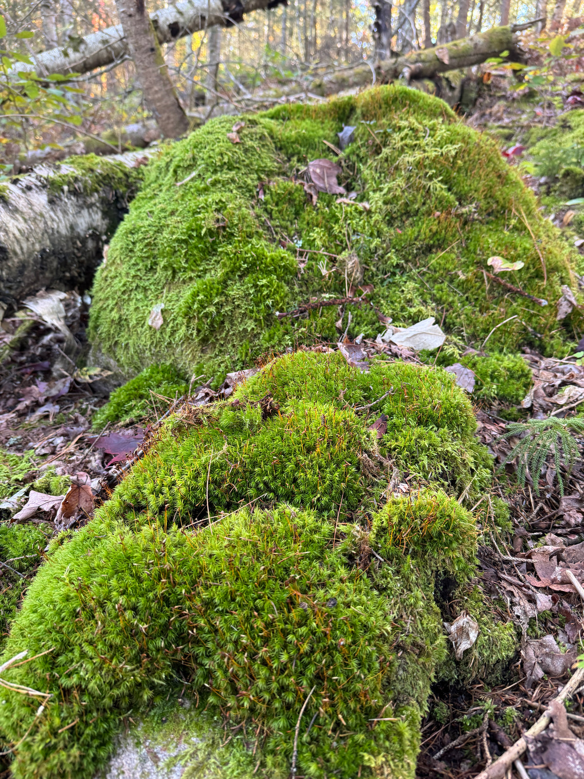 Keep your moss green and your climbers climbing