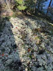 Close-up of a rock covered in white lichen with a tree in the background