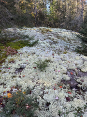 Close-up of a rock covered in lichen with a forest background