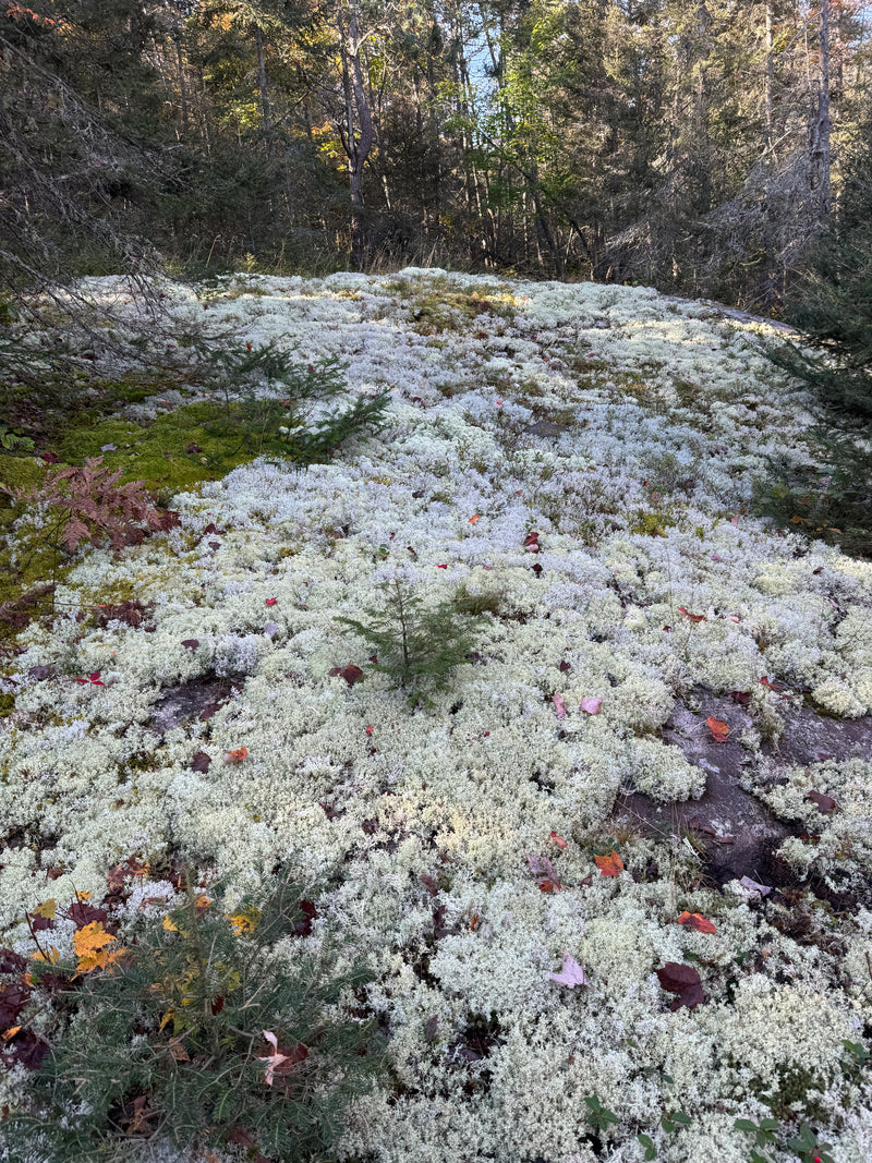 Close-up of a rock covered in lichen with a forest background