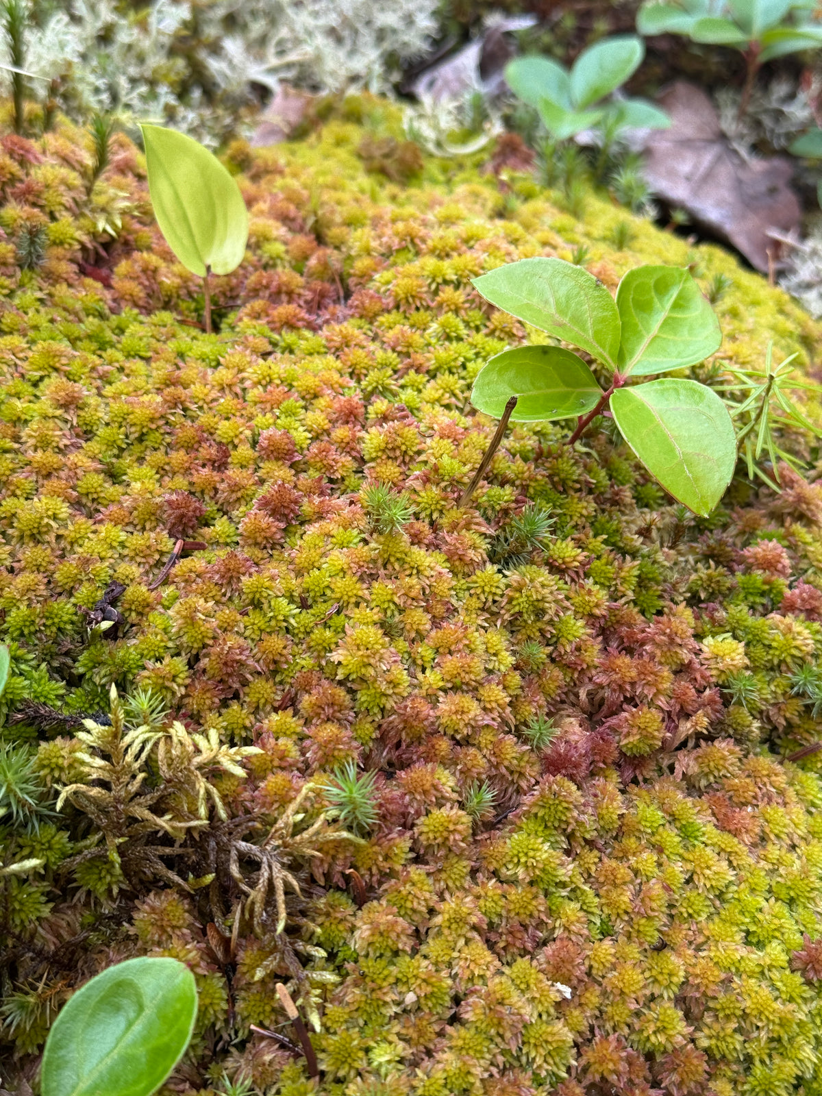 Close-up of green leaves sprouting from a mossy surface