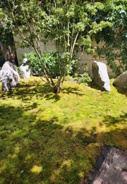 Mood Moss - Revita-Moss (Dicranum) - Mossify