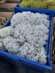 Blue crate filled with artificial greenery on a dark surface