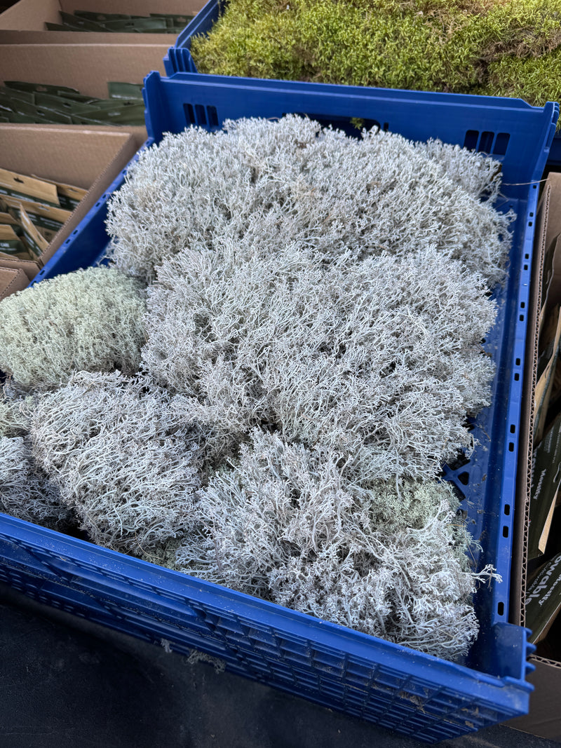 Blue crate filled with artificial greenery on a dark surface