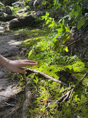 Mood Moss - Revita-Moss (Dicranum) - Mossify
