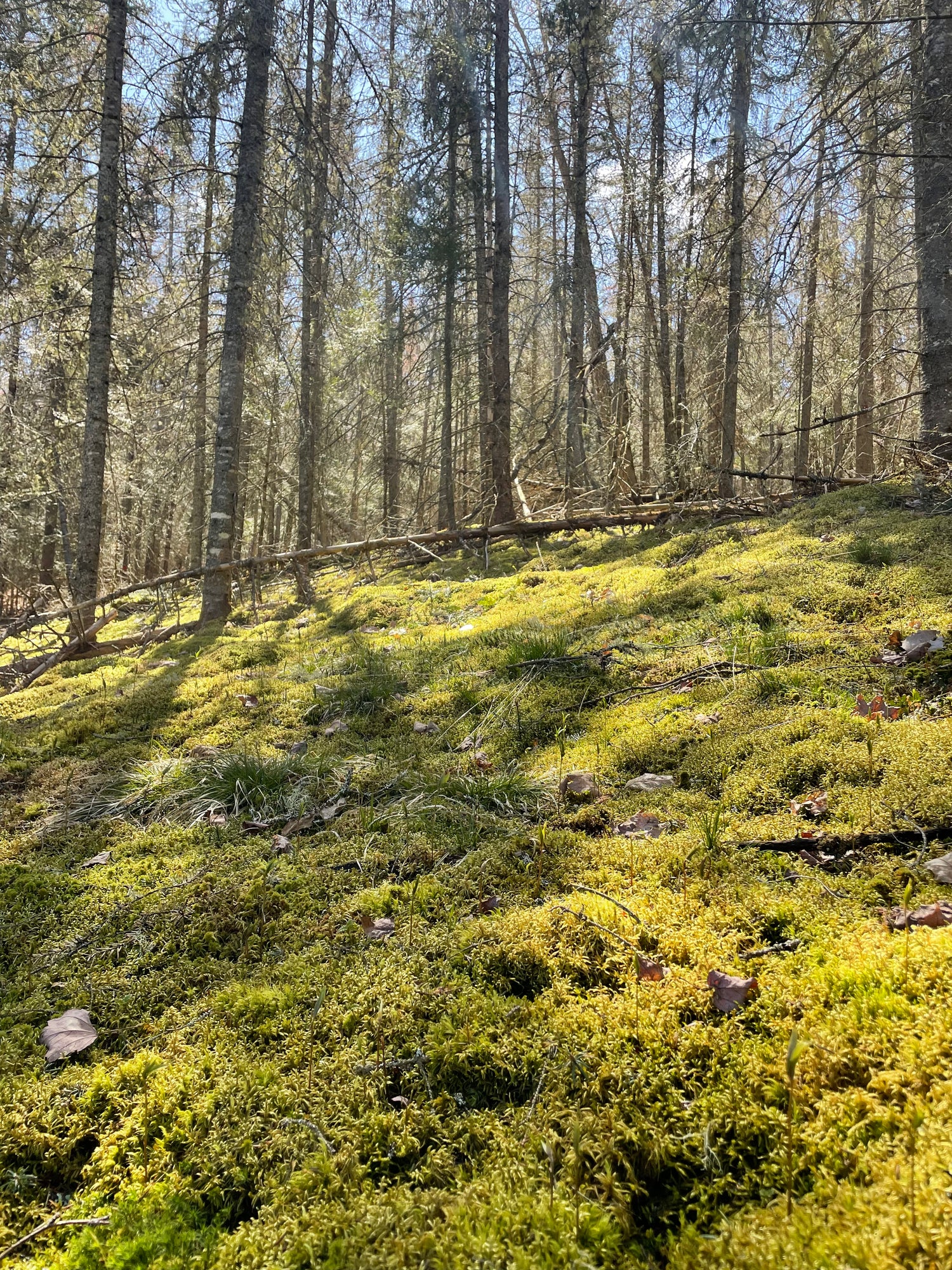 Bulk Live Moss - 10 - 250 sq ft - Wholesale Price - Mossify
