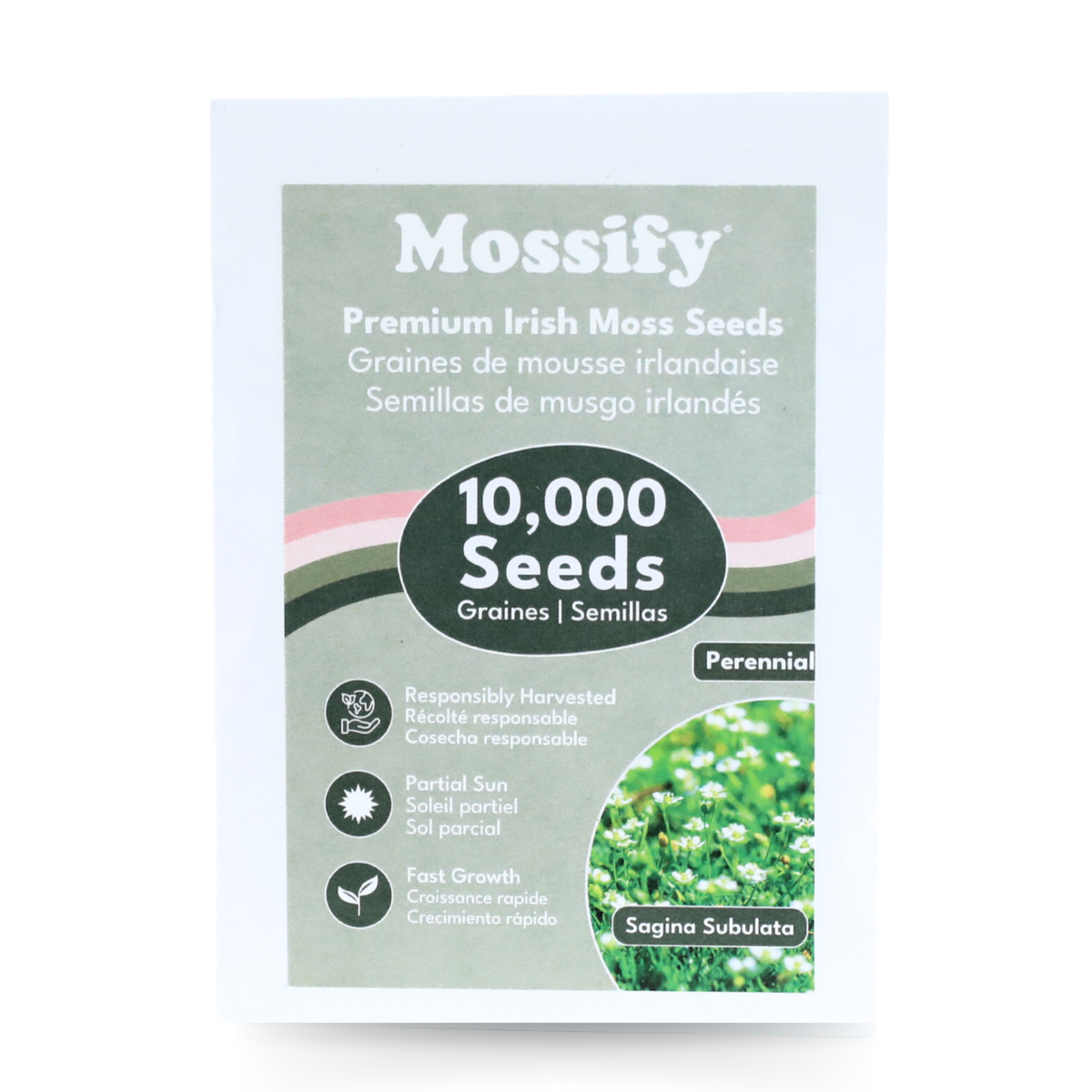 Premium Irish Moss Seeds - Sagina Subulata Seeds - Mossify