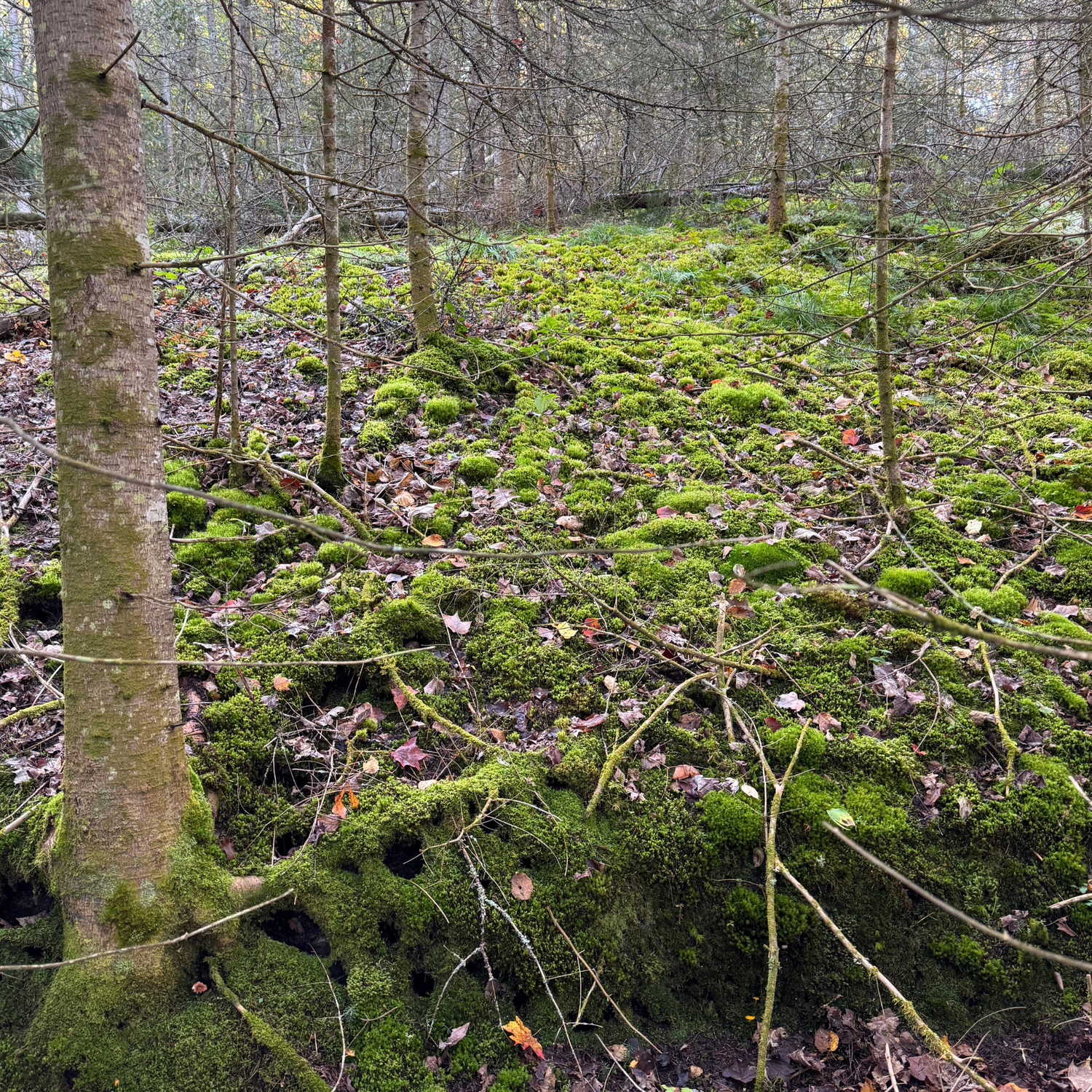 A Whole Lotta Moss.