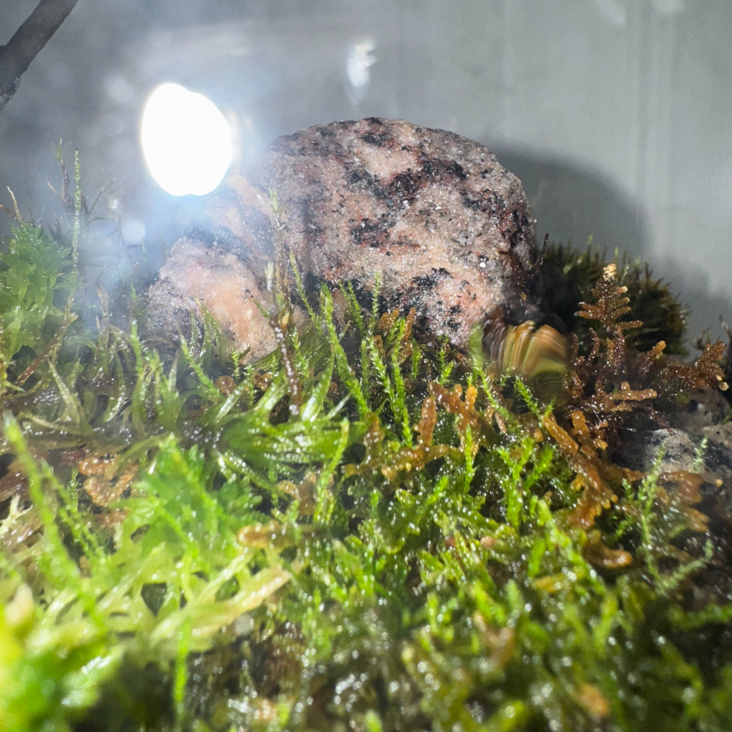 Real Moss = Real Growth