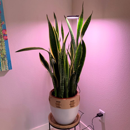 Snake plant under the white Adjustable LED Plant Light