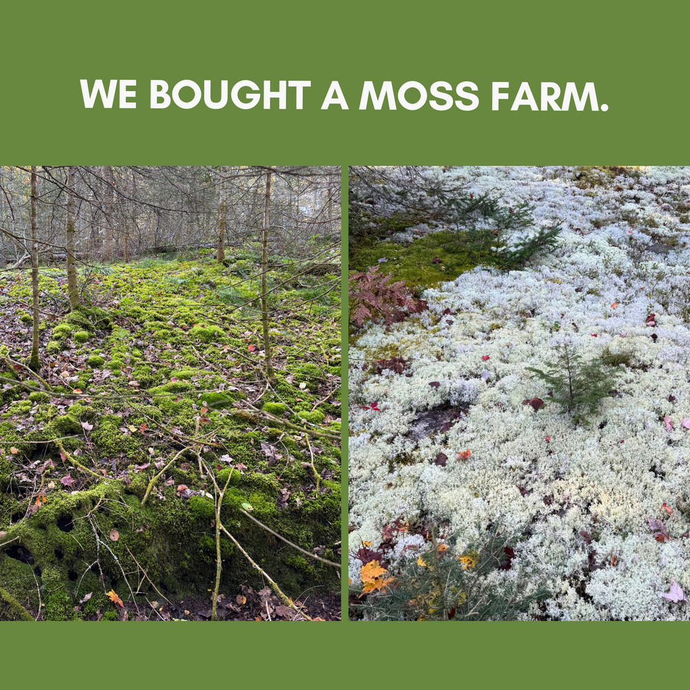 Our own moss farm