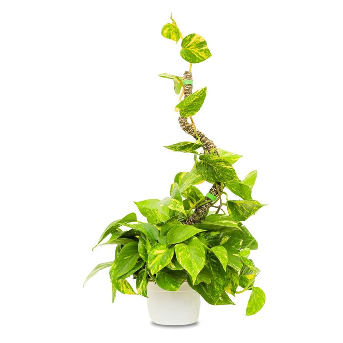The Bendable Moss Pole™ THIN – Bulk 50-Pack