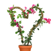 Heart-shaped plant with pink flowers and green leaves in a pot on a white background. Moss pole
