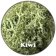 Premium Reindeer Moss Bag (100g & 250g) - NEW! - Mossify