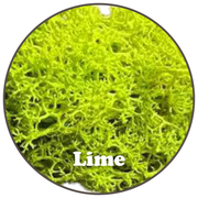 Premium Reindeer Moss Bag (100g & 250g) - NEW! - Mossify