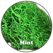 Premium Reindeer Moss Bag (100g & 250g) - NEW! - Mossify
