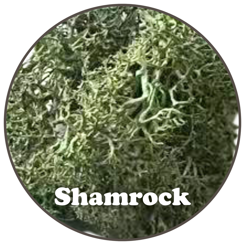 Premium Reindeer Moss Bag (100g & 250g) - NEW! - Mossify