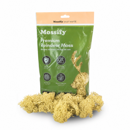 Mossify Premium Reindeer Moss 100 g bag with Butter yellow preserved reindeer moss