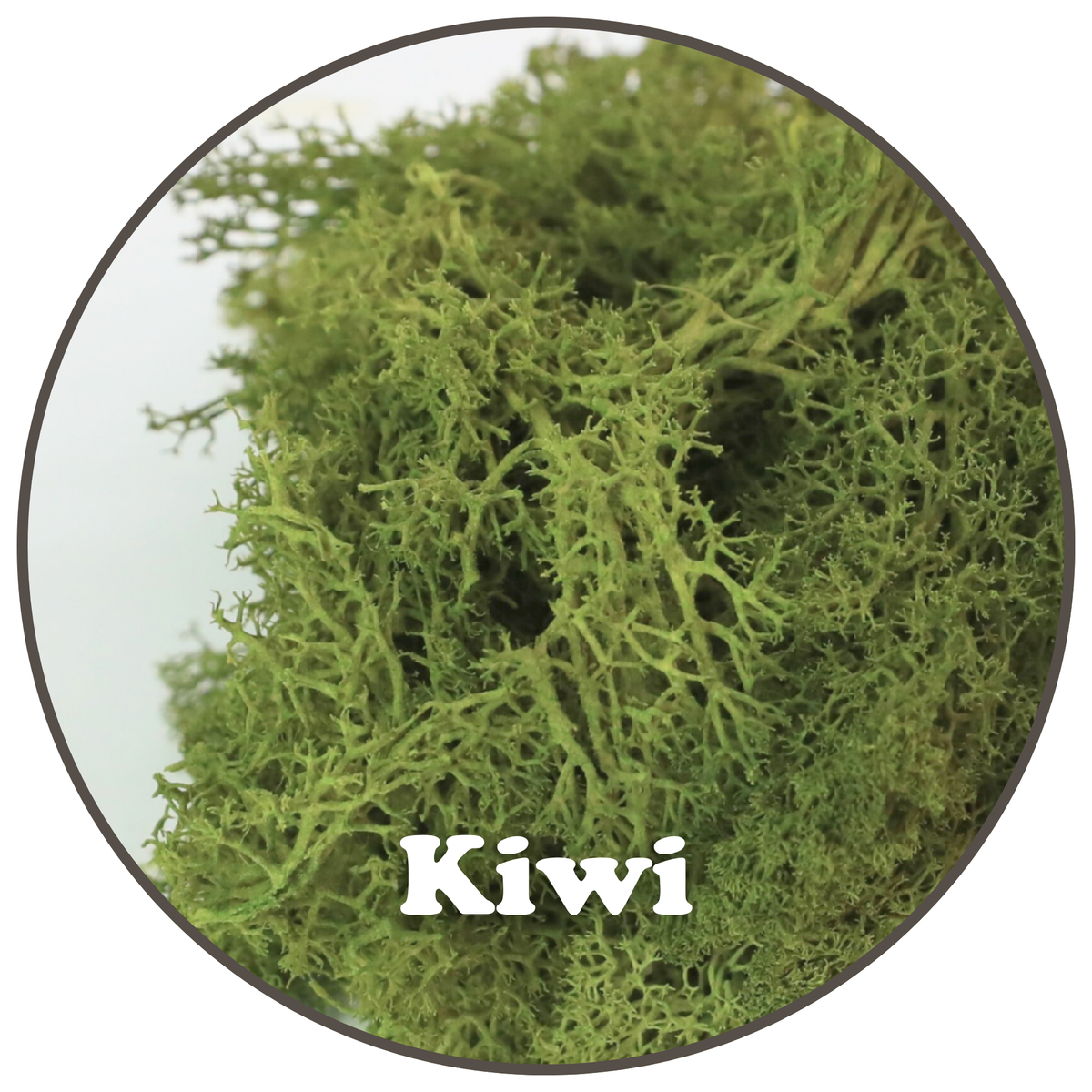 Close-up of Kiwi preserved reindeer moss colour
