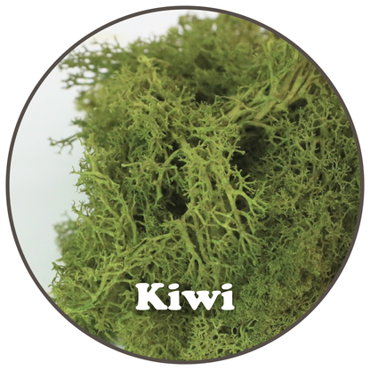 Close-up of Kiwi preserved reindeer moss colour
