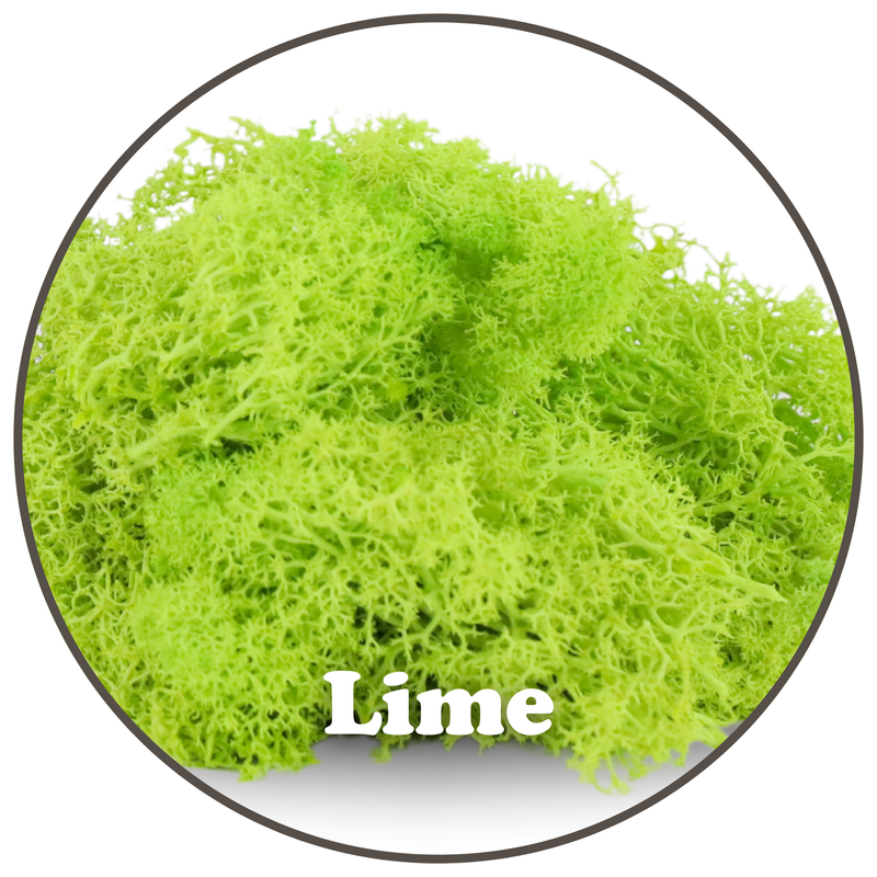 Premium Reindeer Moss Bag (100g & 250g) - NEW!