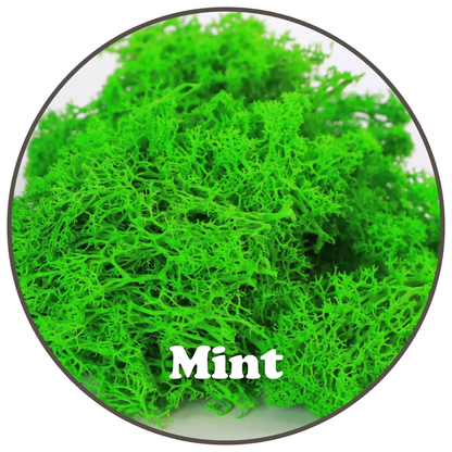 Close-up of Mint preserved reindeer moss colour