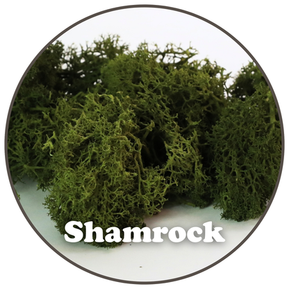 Close-up of Shamrock preserved reindeer moss colour
