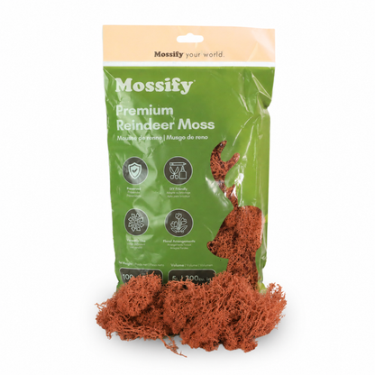 Mossify Premium Reindeer Moss 100 g bag with Terracotta preserved reindeer moss