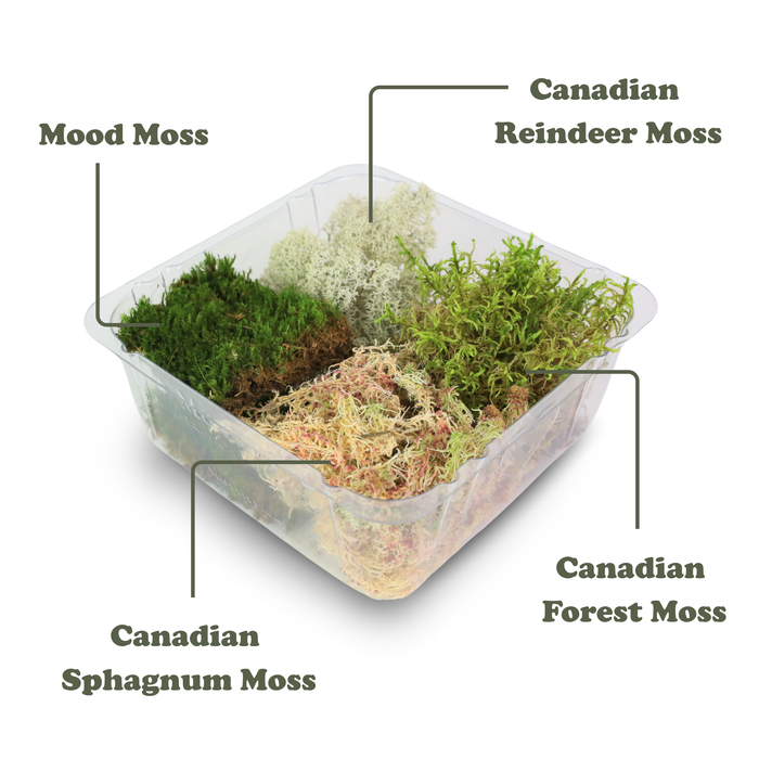 Revita-Moss Mixed Pack
