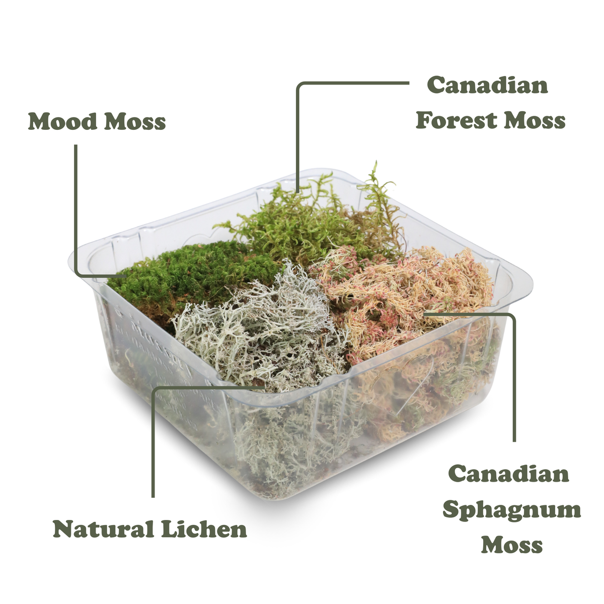 Revita-Moss Mixed Pack - Mossify