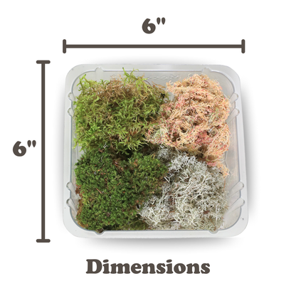 Container of assorted colored moss with dimensions labeled on a white background