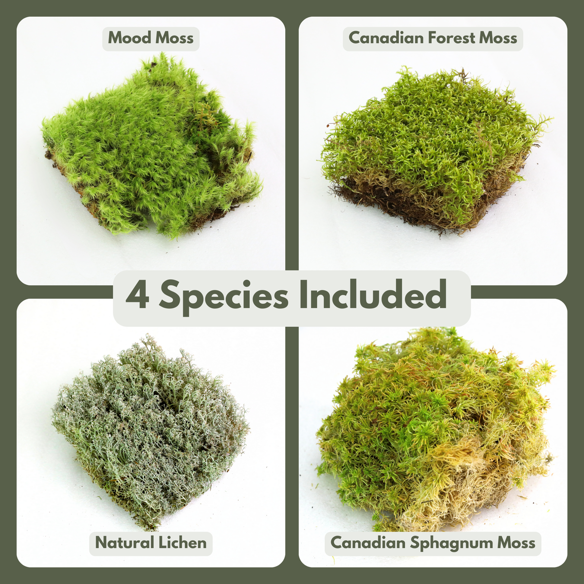 Revita-Moss Mixed Pack - Mossify