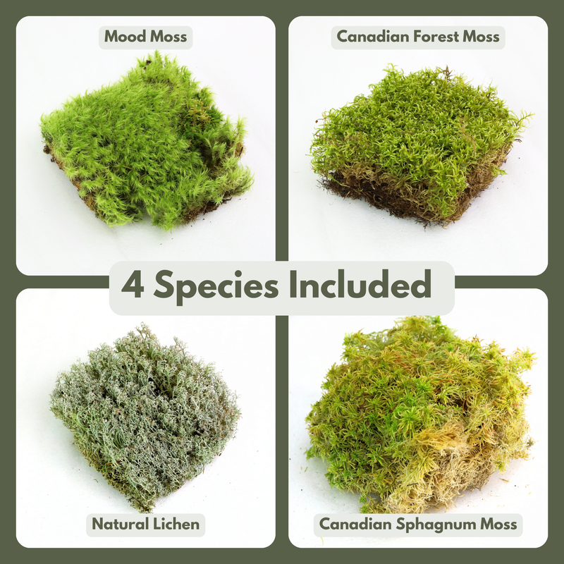 Revita-Moss Mixed Pack - Mossify