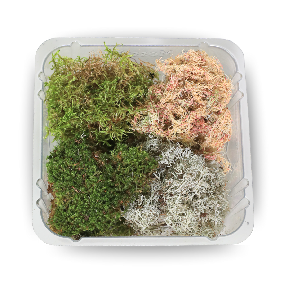 Revita-Moss Mixed Pack - Mossify