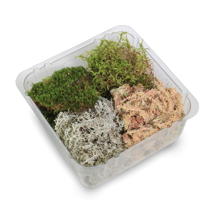 Revita-Moss Mixed Pack