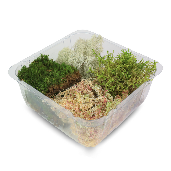 Revita-Moss Mixed Pack